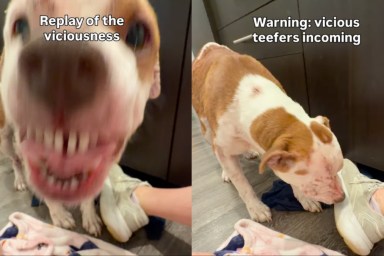 Foster Dog Shows Off Her Sweet & Sassy Side in Moving Video