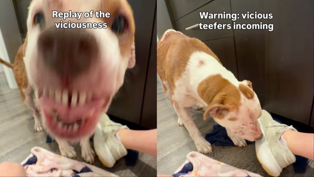 Foster Dog Shows Off Her Sweet & Sassy Side in Moving Video