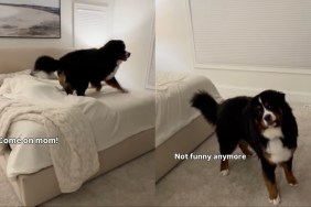 Video: Dog Almost Gives Up Mid Hide-and-Seek — Then Keeps Going