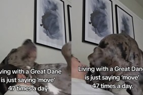 Video Shows Why Great Dane Is Asked to 'Move' Several Times a Day