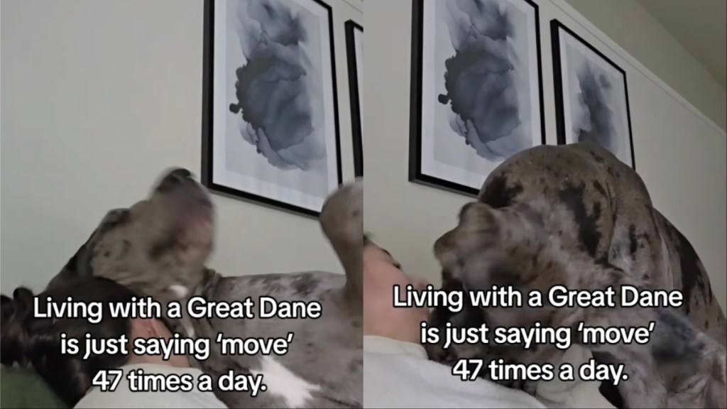 Video Shows Why Great Dane Is Asked to 'Move' Several Times a Day