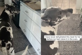 Video: Dog Shows Owner Exactly What She Wants from the Kitchen