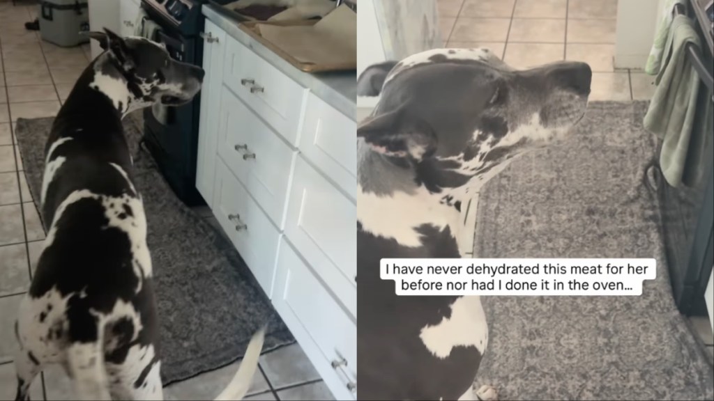 Video: Dog Shows Owner Exactly What She Wants from the Kitchen