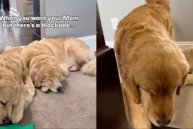 Video: Golden Retriever Can’t Figure Out How to Reach Mom Past Siblings