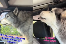 Video: Huskies Grow Impatient Waiting in Drive-Thru Traffic