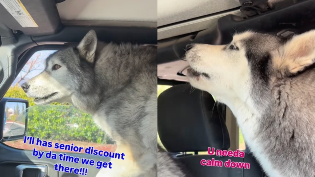 Video: Huskies Grow Impatient Waiting in Drive-Thru Traffic