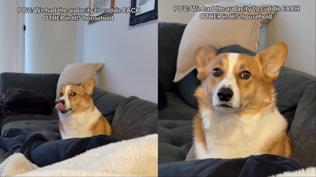 Video: Dog Moves Further Away From Owners After They Cuddle