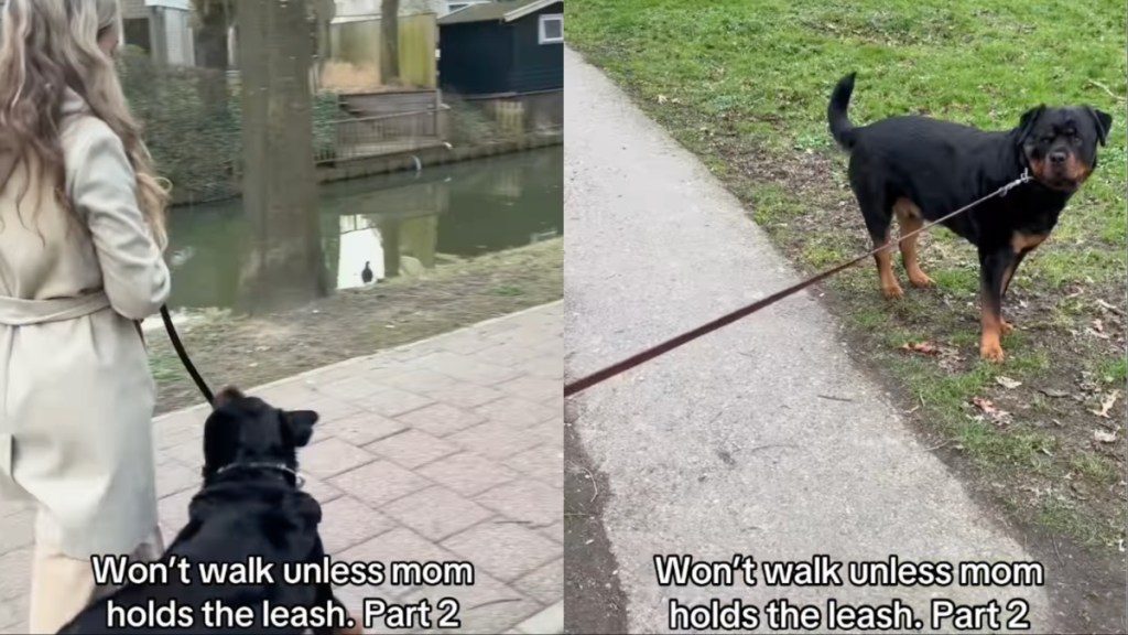 Video: Dog Won't Move Unless Mom Holds the Leash