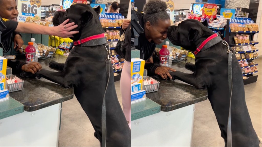 Video: Dog Gives Kisses Immediately After Stranger Asks for One
