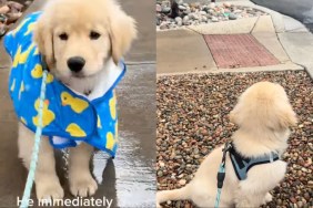 This Golden Retriever Puppy Probably Had 'Questions' About the Rain