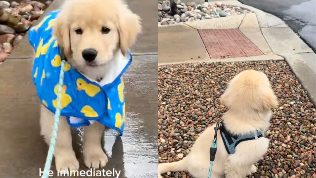 This Golden Retriever Puppy Probably Had 'Questions' About the Rain