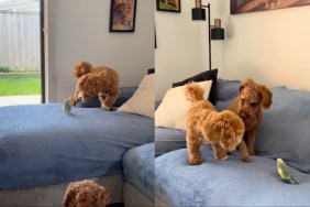 Dog Playing Tag With a Bird Melts Hearts