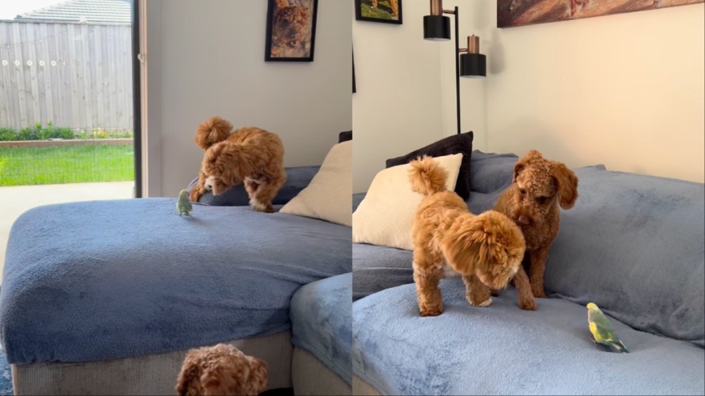Dog Playing Tag With a Bird Melts Hearts