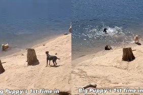 Rescue Dog New to Water Stuns Owner With Funny Jump