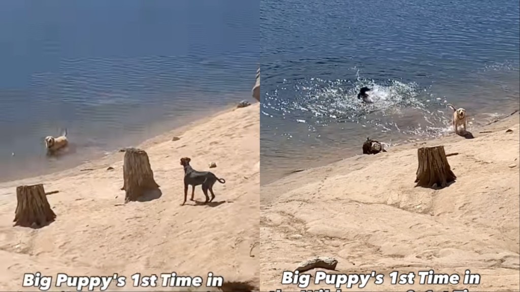 Rescue Dog New to Water Stuns Owner With Funny Jump