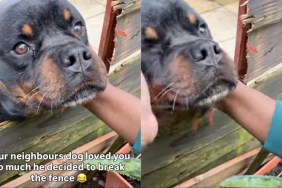 Dog Breaks Through Fence to Meet Neighbors in Adorable Video