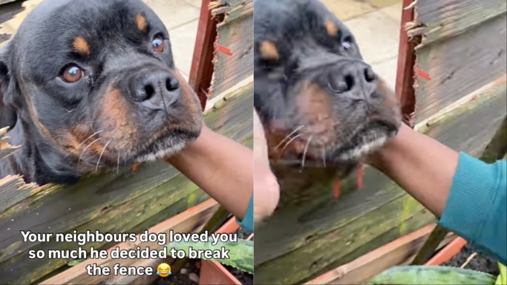 Dog Breaks Through Fence to Meet Neighbors in Adorable Video