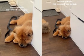 Dog's Paw Movements While Sleeping Will Make Your Day