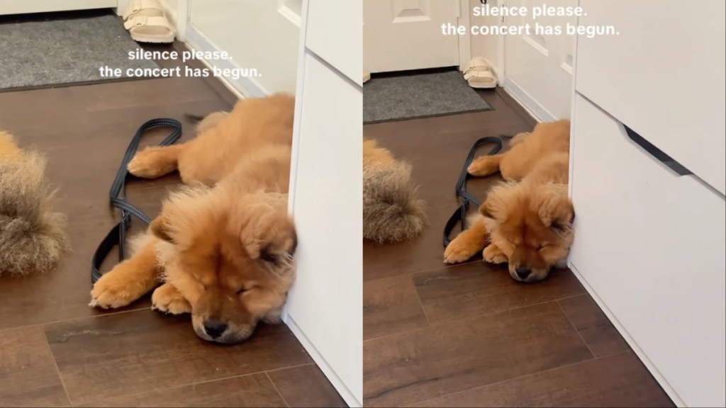Dog's Paw Movements While Sleeping Will Make Your Day