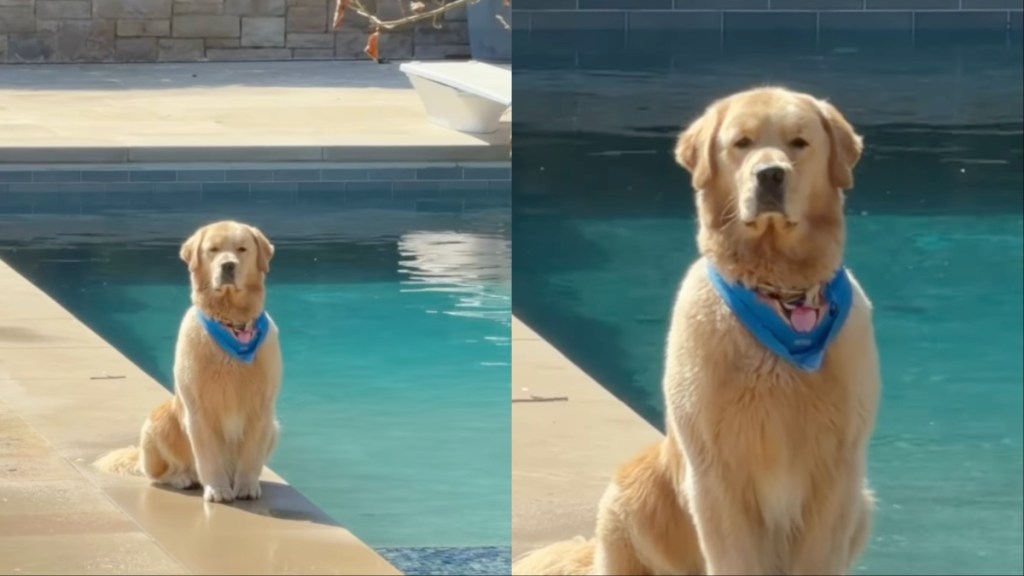 Golden Retriever Receives Plenty of Love for How He Sits by the Pool