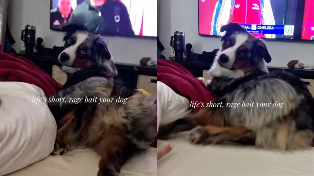 Dog Reacts After Owner Repeatedly Touches Her Paw