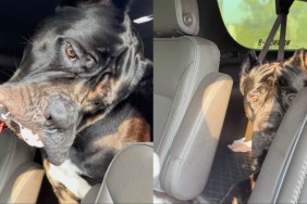 Dog Is Very Confused by What His New Toy Is Doing