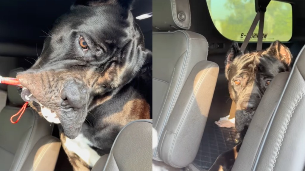 Dog Is Very Confused by What His New Toy Is Doing