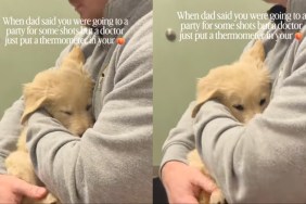 Golden Retriever Puppy Melts Into Owner's Arms During Vet Visit