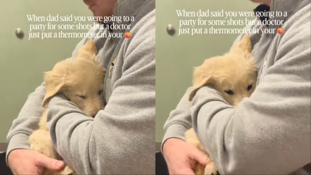 Golden Retriever Puppy Melts Into Owner's Arms During Vet Visit