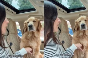 Daycare Leaves Golden Retriever Too Tired to Move