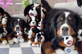 Dog Nearly Disappears in a Pile of Look-Alike Toys