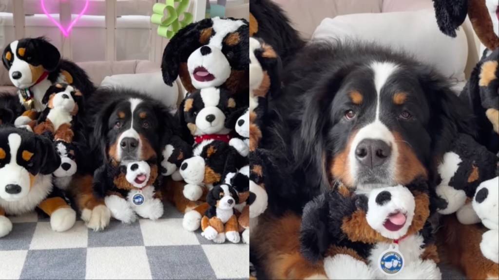 Dog Nearly Disappears in a Pile of Look-Alike Toys
