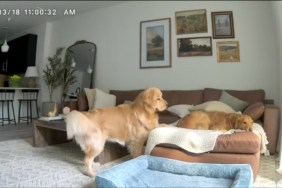 Golden Retriever's Only Job Is to 'Directly Exist' in Furry Brother's Business