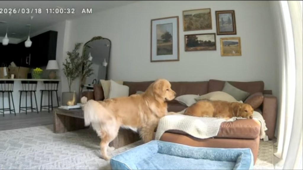Golden Retriever's Only Job Is to 'Directly Exist' in Furry Brother's Business