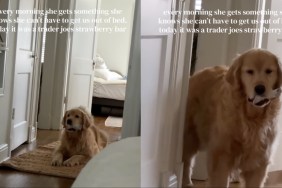 This Golden Retriever Tricks Owner to Get Them Out of Bed Everyday