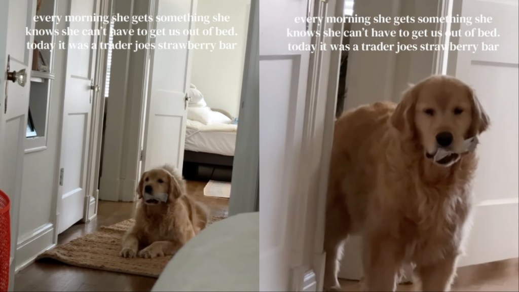 This Golden Retriever Tricks Owner to Get Them Out of Bed Everyday