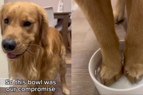 Golden Retriever Doing ‘Toe Bean Soak’ To Fight Allergies Melts Hearts