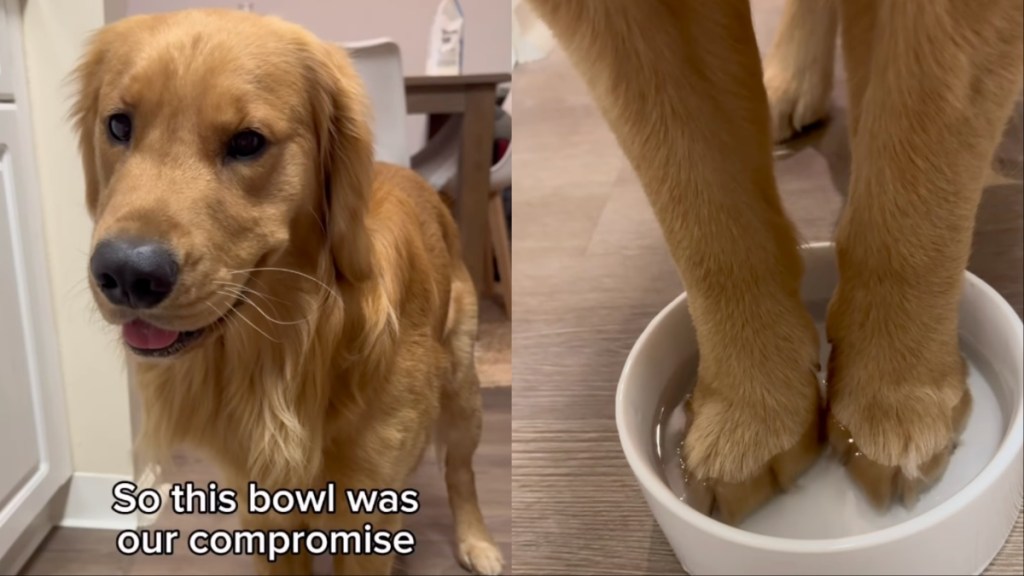 Golden Retriever Doing ‘Toe Bean Soak’ To Fight Allergies Melts Hearts