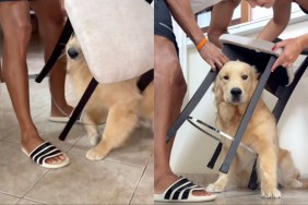 Golden Retriever Hilariously Gets Himself Stuck Under a Chair