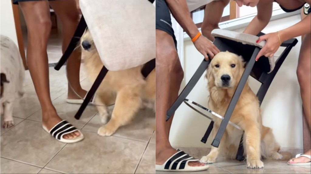 Golden Retriever Hilariously Gets Himself Stuck Under a Chair