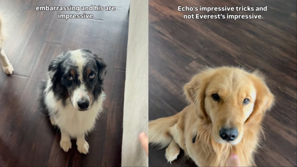 Owner Shows How Service Dog Farts on Command