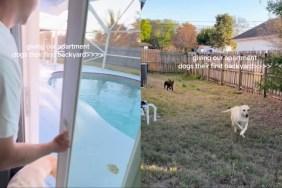 Dogs Experience Backyard Life for First Time — Their Reactions Are Priceless