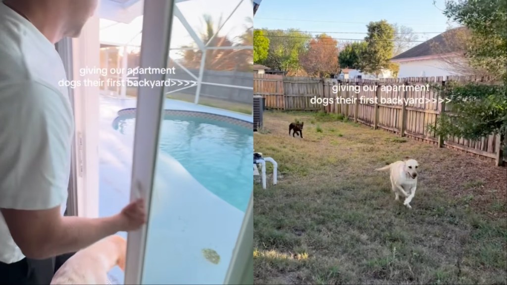 Dogs Experience Backyard Life for First Time — Their Reactions Are Priceless