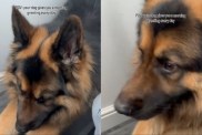 Dog Has the Sweetest Morning Greeting for Mom & You Have To See It