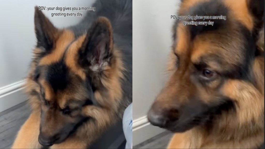 Dog Has the Sweetest Morning Greeting for Mom & You Have To See It