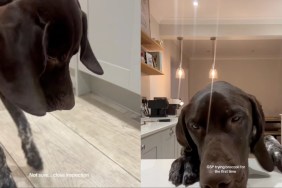 German Shorthaired Pointer Cautiously Approaches Broccoli for First Time