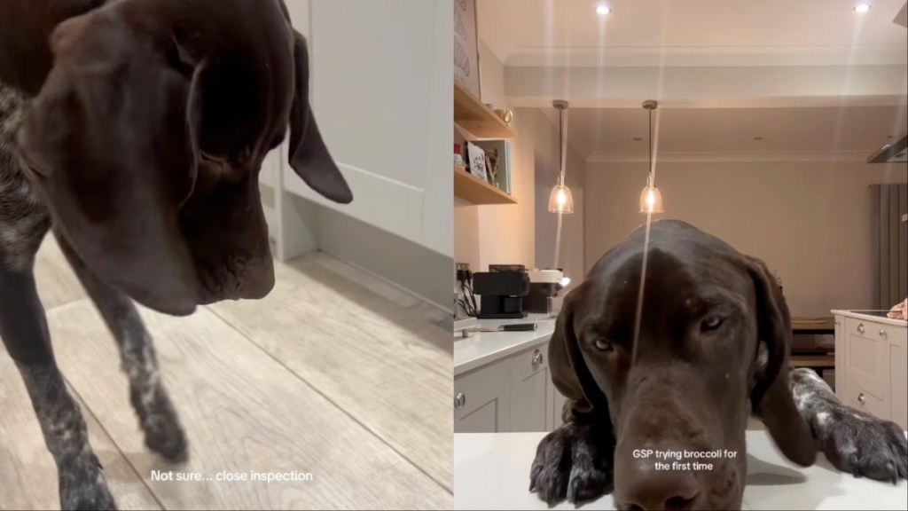 German Shorthaired Pointer Cautiously Approaches Broccoli for First Time