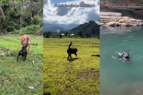 Rottweiler's 'First Time on Earth' Is Filled With Heartwarming Memories