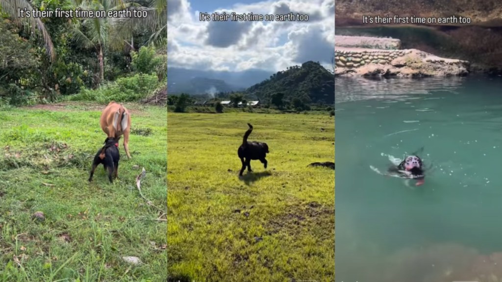 Rottweiler's 'First Time on Earth' Is Filled With Heartwarming Memories
