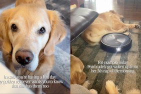 Golden Retriever’s Having a Bad Day After 5th Nap Gets Rudely Interrupted